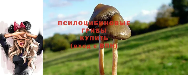 Галлюциногенные грибы Cubensis  Усть-Катав 